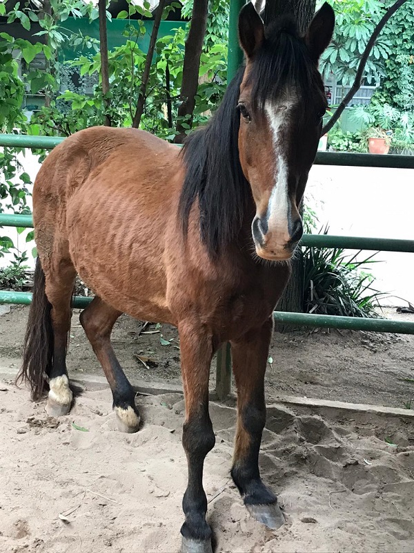 #PraCegoVer: Fotografia do cavalo Alfafa. Ele tem as cores marrom branco e preto. Está olhando para a câmera enquanto é fotografado.