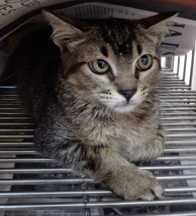 #PraCegoVer: Fotografia do gato Alvin, ele tem as cores cinza e preto, seus olhos são verdes. Está sentado olhando para a câmera.