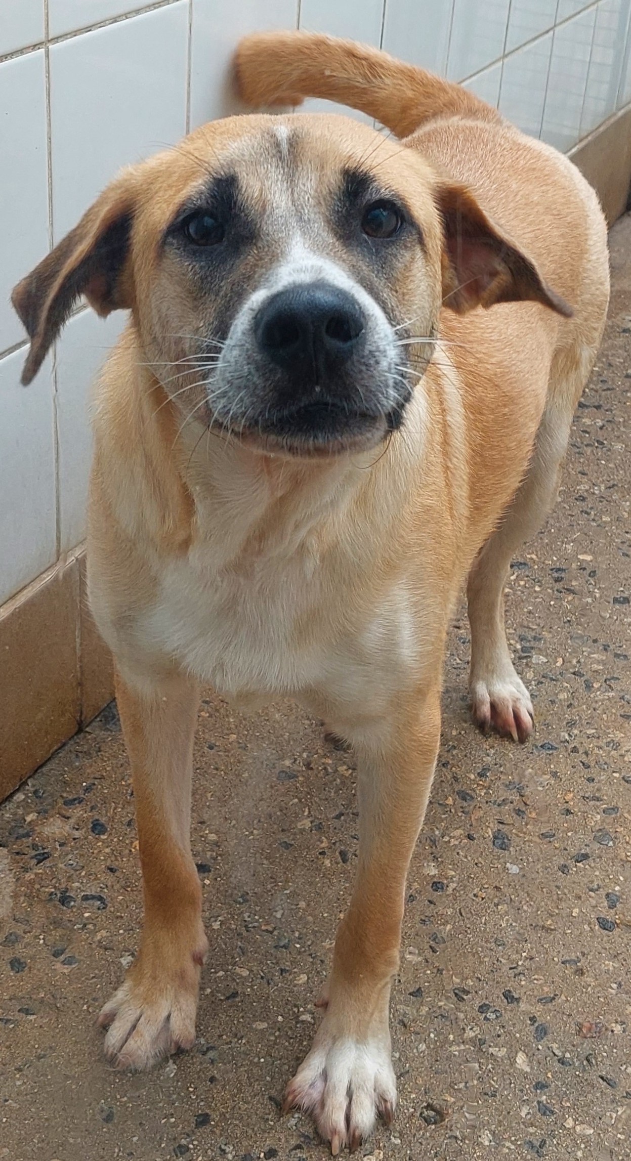 Amarelo está de pé olhando pra câmera. Ele tem o pelo caramelo, com manchas pretas nos olhos e brancas no rosto e peito.