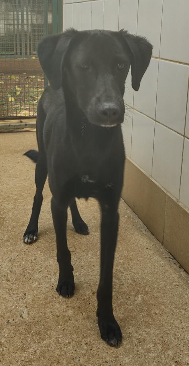 Antares tem o pelo todo preto com pequenas manchas brancas no queixo e no peito.