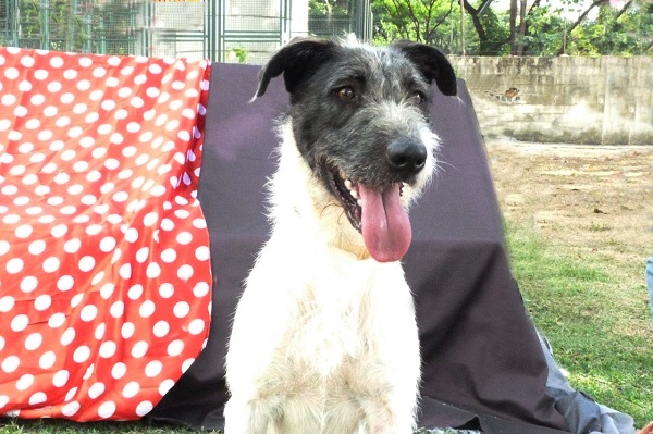 #PraCegoVer: Fotografia do cachorro Apolo. Ele é peludo e tem as cores branco e preto