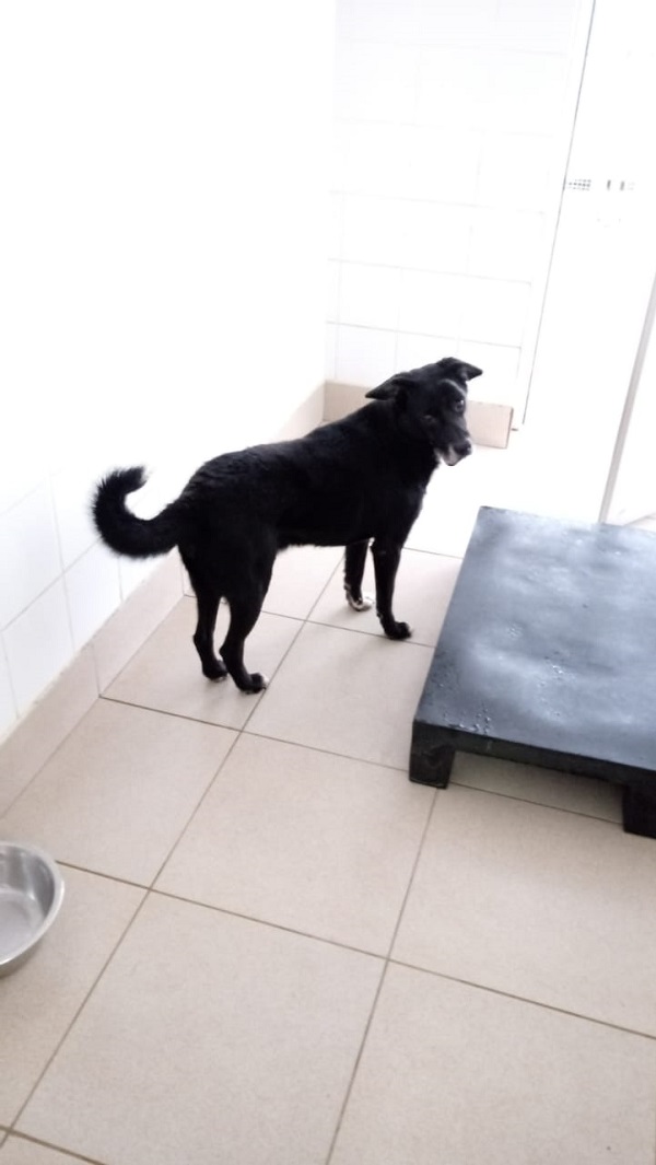 #PraCegoVer: Fotografia do cachorro Balrog, ele tem a cor preto. Está em pé olhando fixadamente para a câmera enquanto é fotografado.