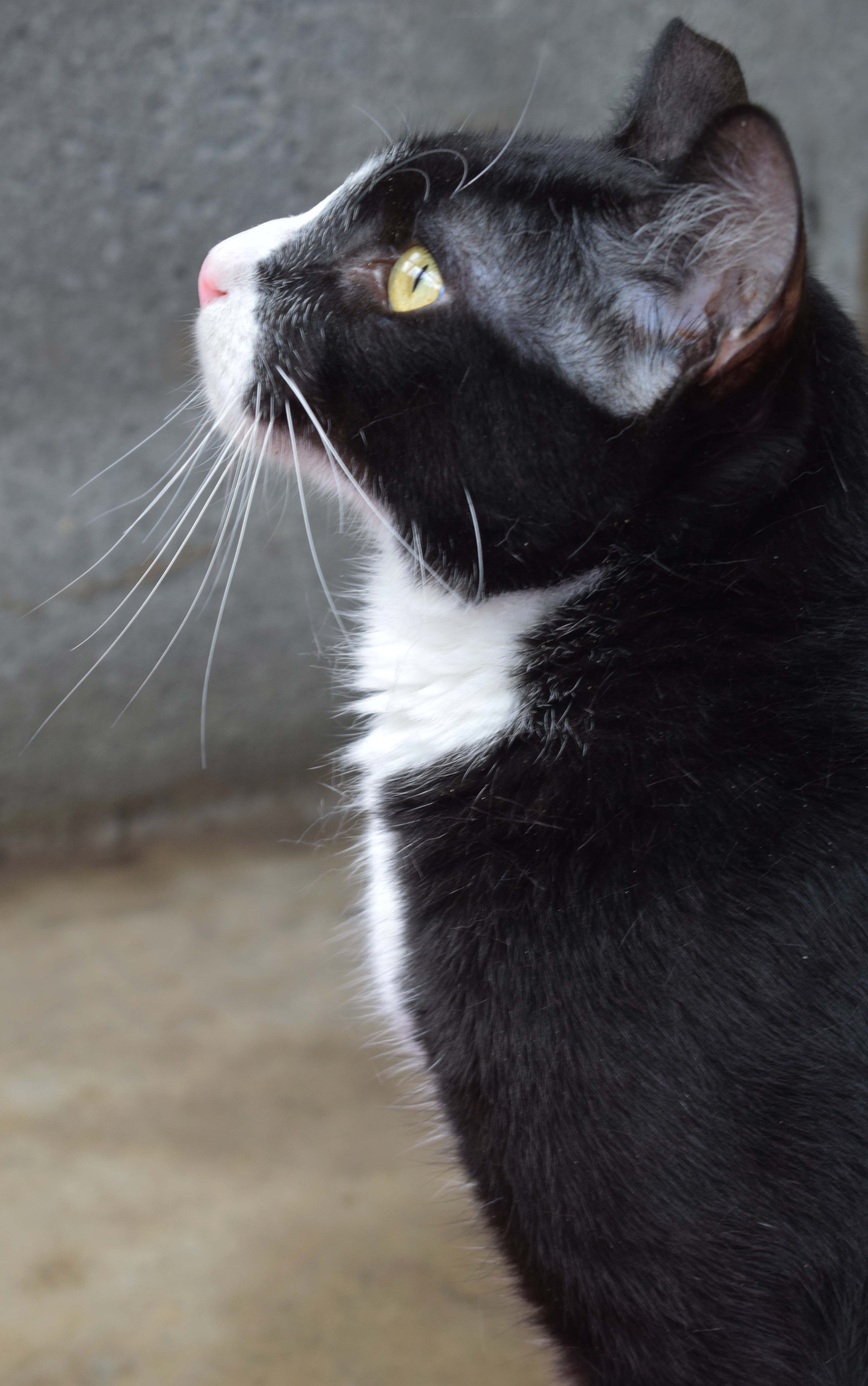 Bambolê possui pelo preto e branco e olhos amarelos