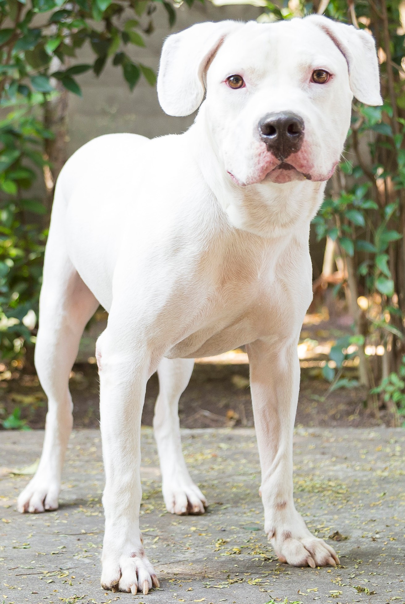 Bandit está de pé em um jardim. Ele tem o corpo inteirinho branco.