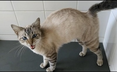 #PraCegoVer: Fotografia da gata Bela. Ela tem as cores cinza e branco. Seus olhos são verdes