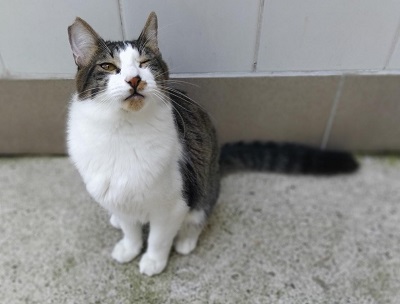 #PraCegoVer: Fotografia do gato Ben, ele tem as cores branco e cinza, seus olhos são cor de mel