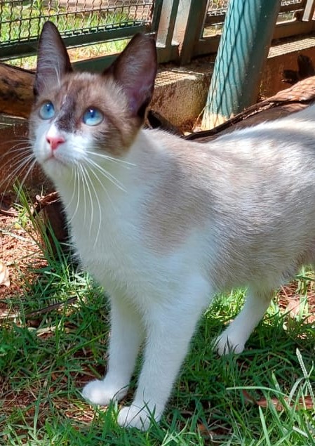 Bentinho tem o pelo branco no corpo mas em volta da sua cabeça é marrom e seus olhos são azuis.