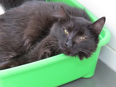 #PraCegoVer: Fotografia da gata Berta, sua cor é de cor preta e seus olhos são verdes.