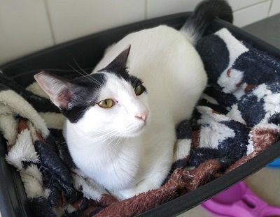 #PraCegoVer: Fotografia da gata Betina, ela está deitada no chão. Seus olhos são verdes e suas cores são branco e preto.