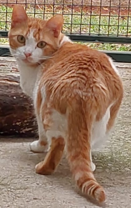 Bjorn possui pelo laranja com manchas brancas na região do focinho, do pescoço e das patas. Ele está em pé olhando para câmera.