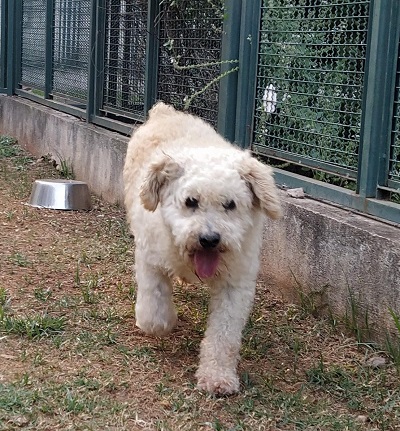 #PraCegoVer: Fotografia do cachorro Bonifácio. ele é poodle e tem a cor branco. Está caminhando pelo jardim enquanto é fotografado.
