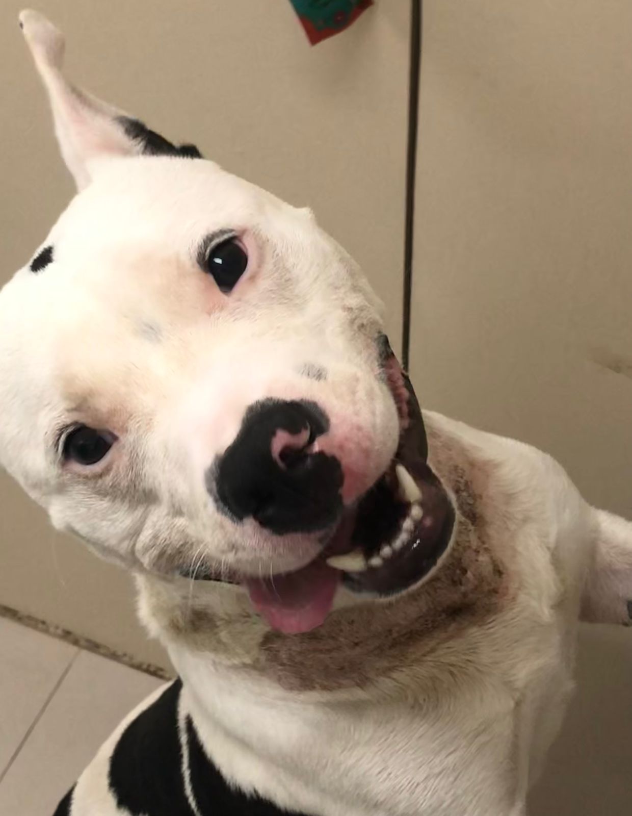 Boris possui pelo branco e tem algumas manchas pretas. Ele está olhando fixamente para câmera com a boca aberta e com a língua de fora.