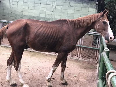 #PraCegoVer: Fotografia do cavalo Brás, ele tem a cor marron