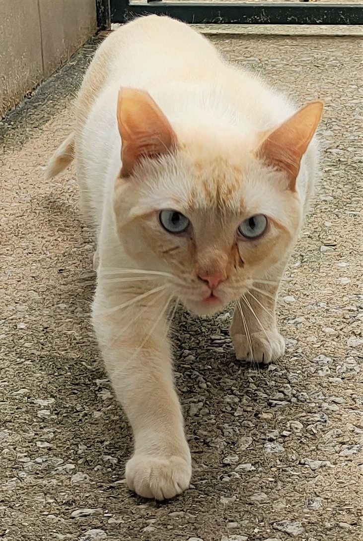 Bruno possui pelo branco com manchas marrom claro na região das orelhas, da cauda e do focinho. Ele está em pé olhando fixamente para câmera.