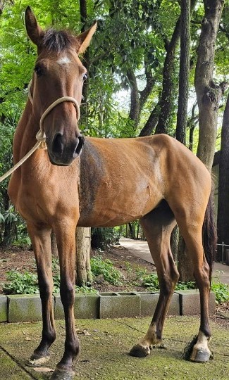 Canela é uma égua de pêlo marrom. Ela está em pé. Atrás dela há algumas árvores.