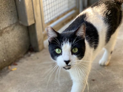 #PraCegoVer: Fotografia do gato Chaves, ele tem as cores preto e branco, seus olhos são verdes. Está em pé olhando para a camera.