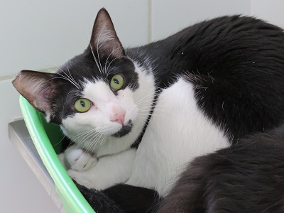 #PraCegoVer: Fotografia do gato Costelinha. Ele tem as cores branco e preto, seus olhos são verdes.