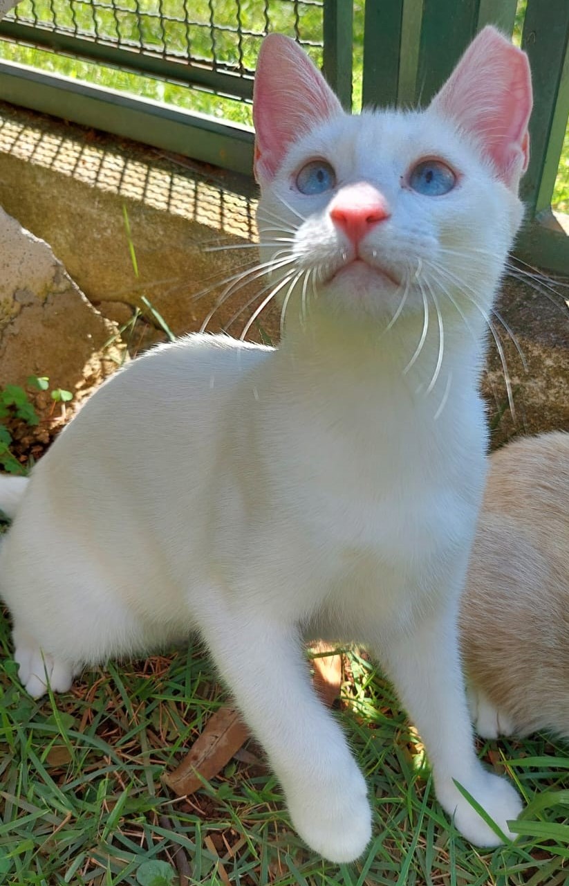 Capitu tem os pelos brancos e olhos azuis, está sentada na grama