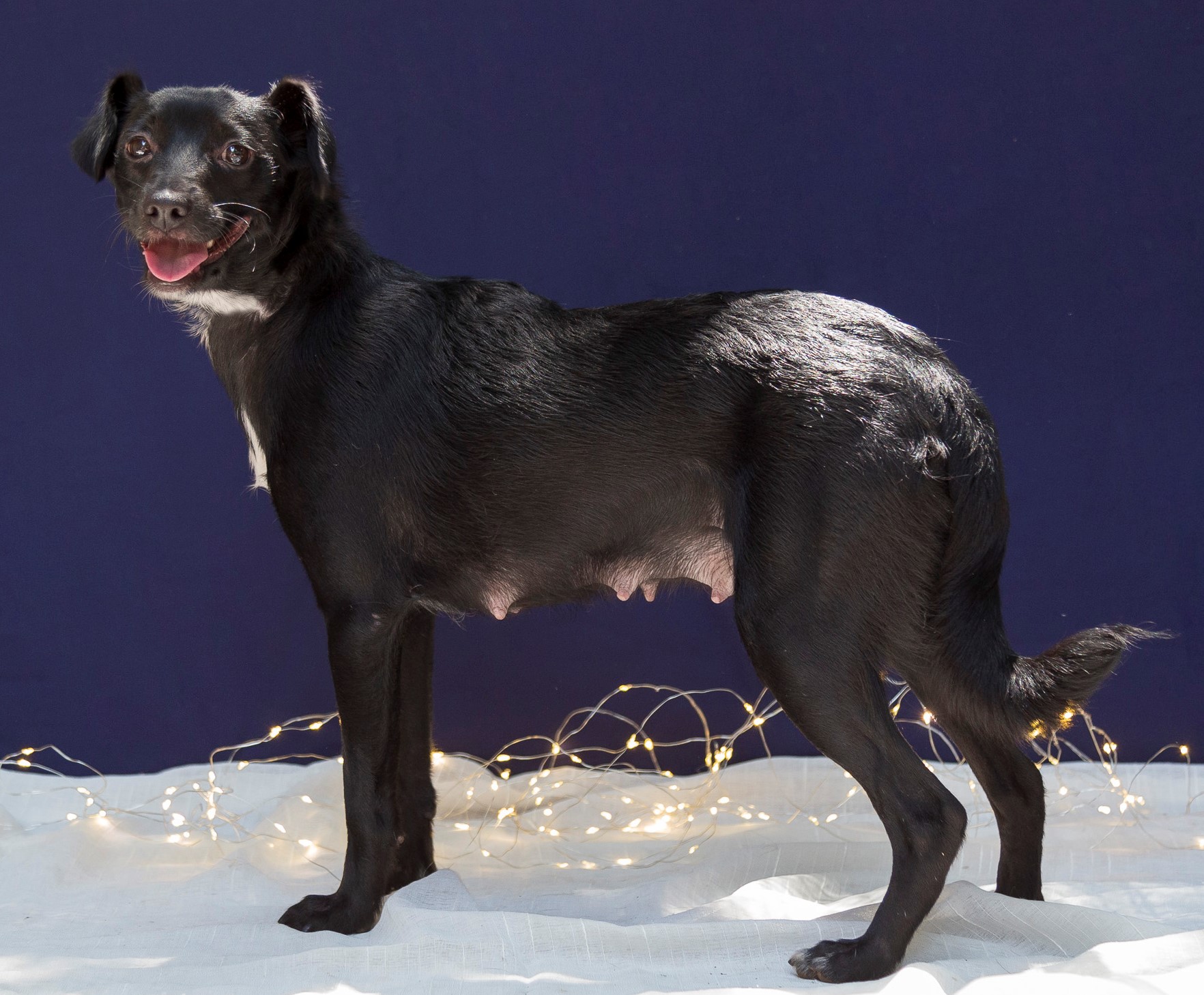 Carolina é uma cachorrinha de pelo preto. Na região do pescoço e peitoral ela tem um pouco de pelo branco. Na imagem ela está em pé de lado posando para a foto. No chão há um pano branco e pisca-pisca, ao fundo há uma parede azul escuro.