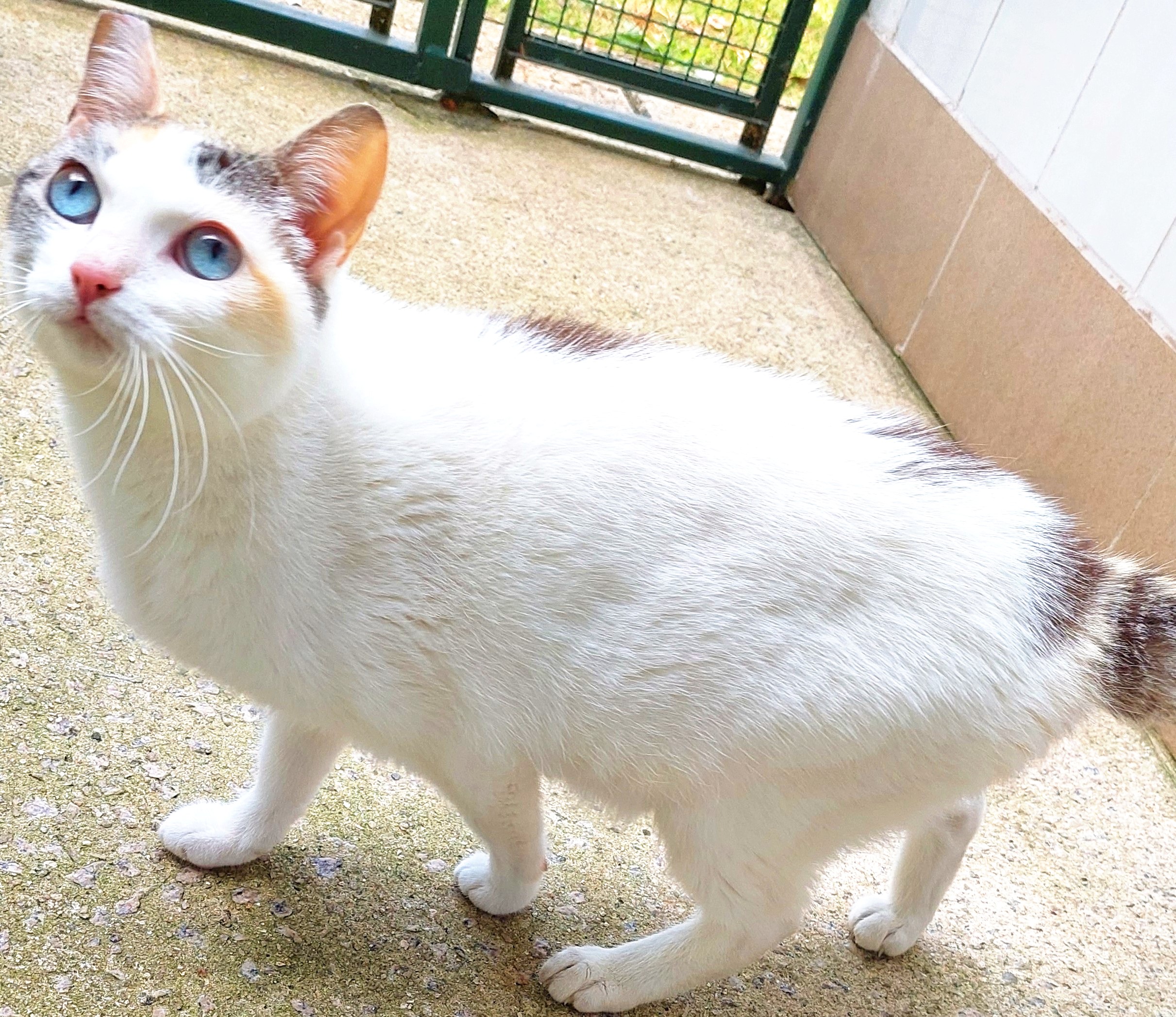 Carrie possui pelo branco com manchas pretas e laranjas na região das orelhas, da cauda e no tronco. Ela possui olhos azuis e está em pé.