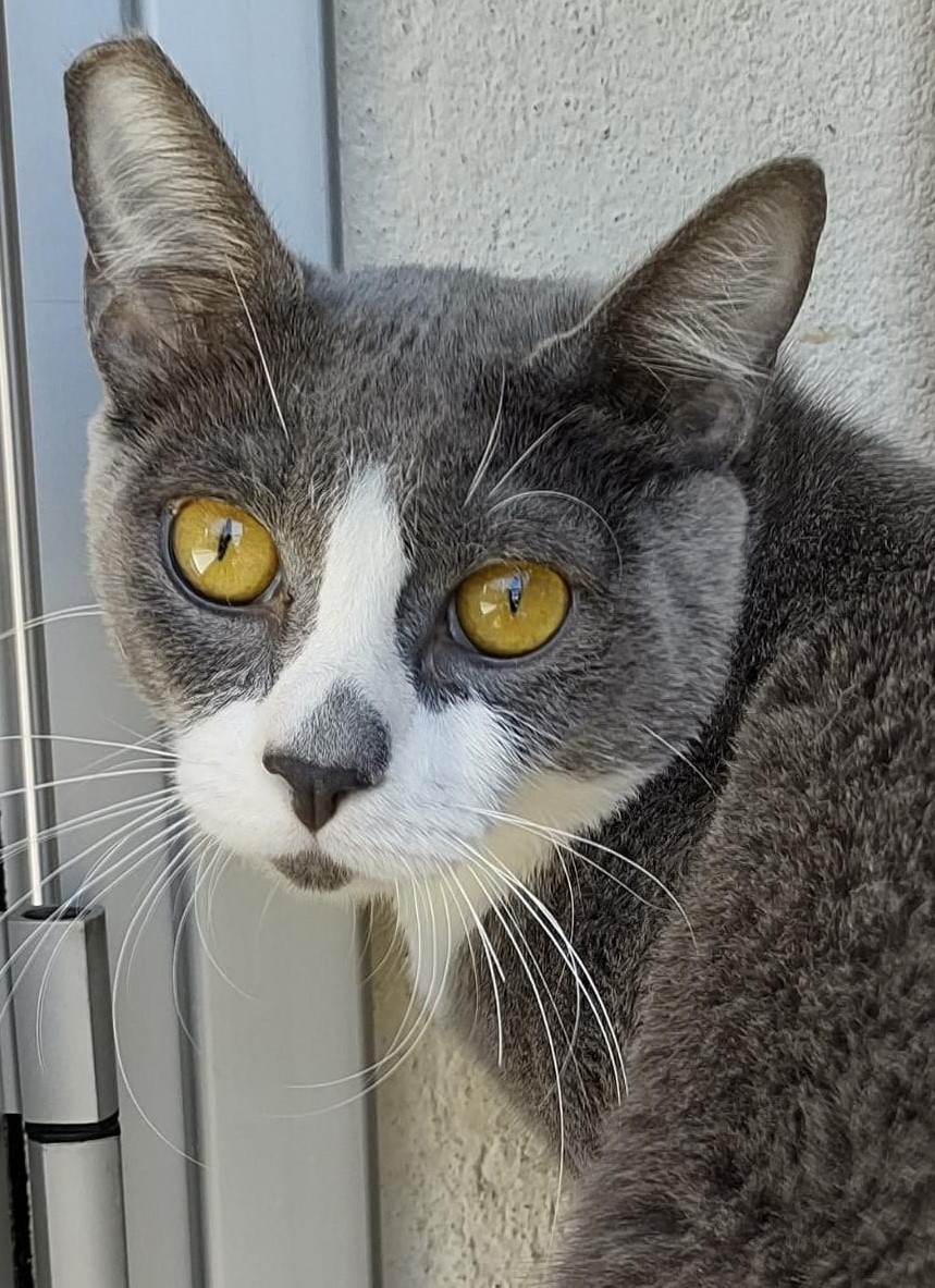 Castanha possui pelo cinza com manchas brancas no focinho e no pescoço. Ele está olhando fixamente para câmera.