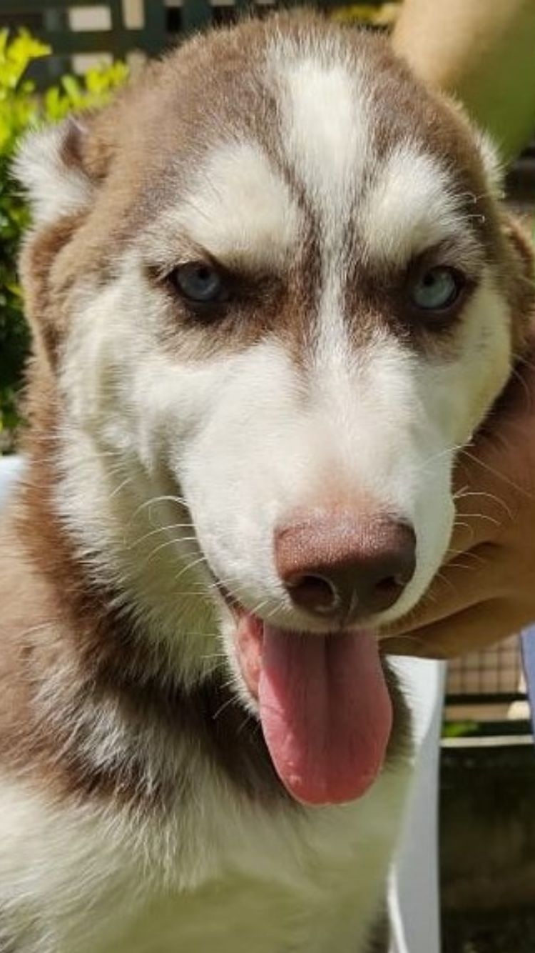 Cebolinha possui pelo branco e marrom, olhos azuis e ele está com a língua pra fora.