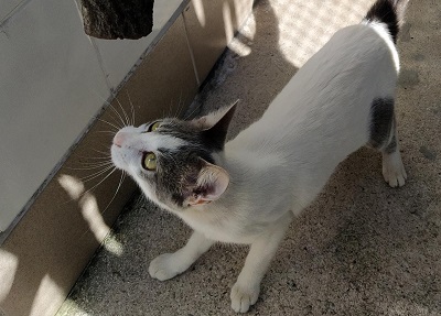 #PraCegoVer: Fotografia da gata Ceci, ela tem as cores branco e cinza. Seus olhos são amarelos.