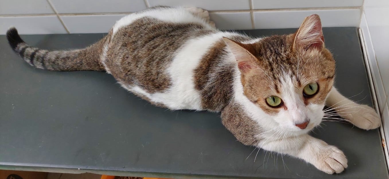 Cesa está deitado em cima de uma mesa. Seu pelo varia entre laranja e branco, seus olhos são verdes.