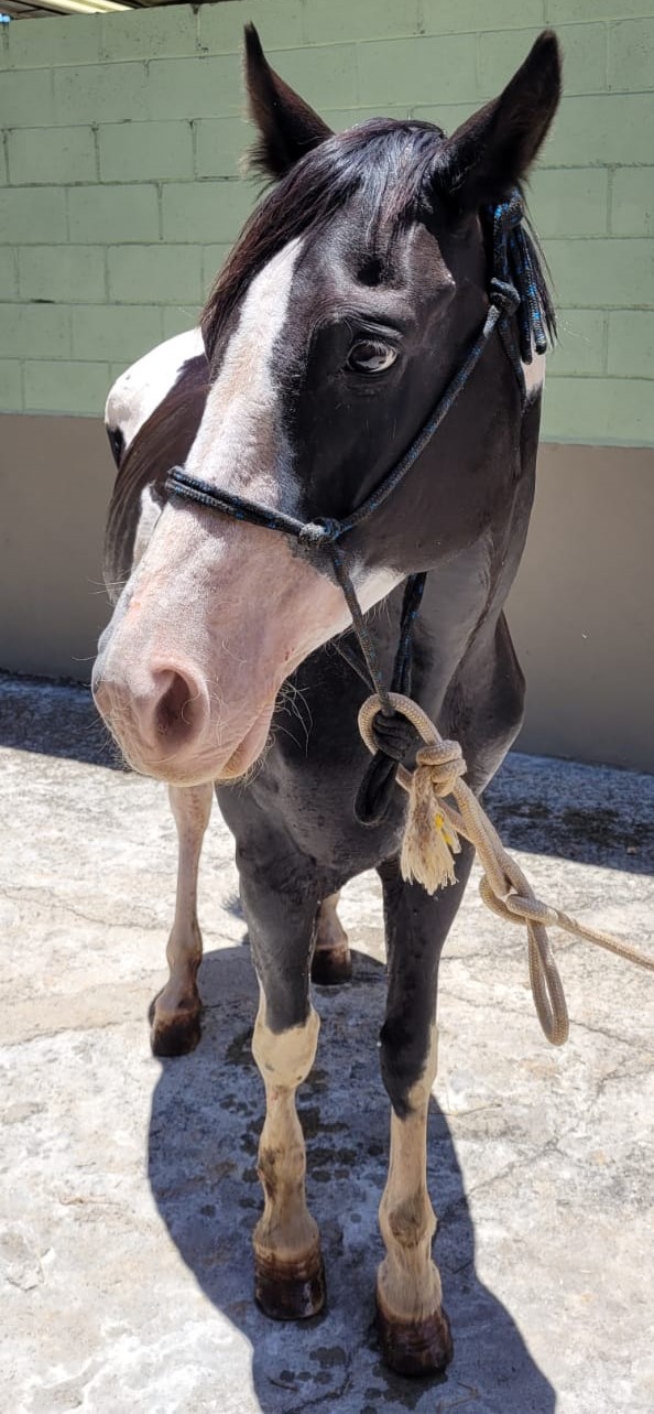 Cevada tem pelo marrom e branco. Ao fundo há um muro verde.