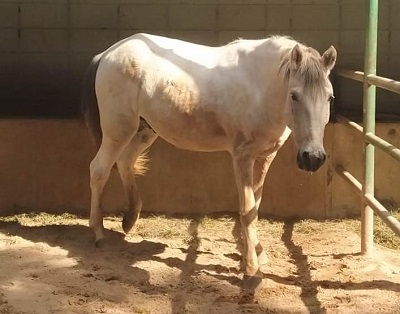#PraCegoVer: Fotografia do cavalo Chapado, ele tem a cor branco.