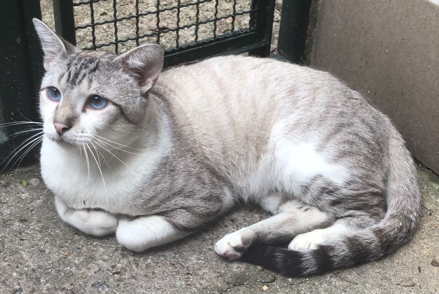 Charles é um gato cinza e branco e tem olhos azuis. Ele está deitado no chão, olhando para a esquerda.