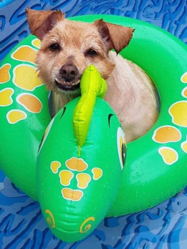 Cachorro de pelagem caramelo está numa piscina de plástico, sobre uma bóia redonda, personalizada de dinossauro