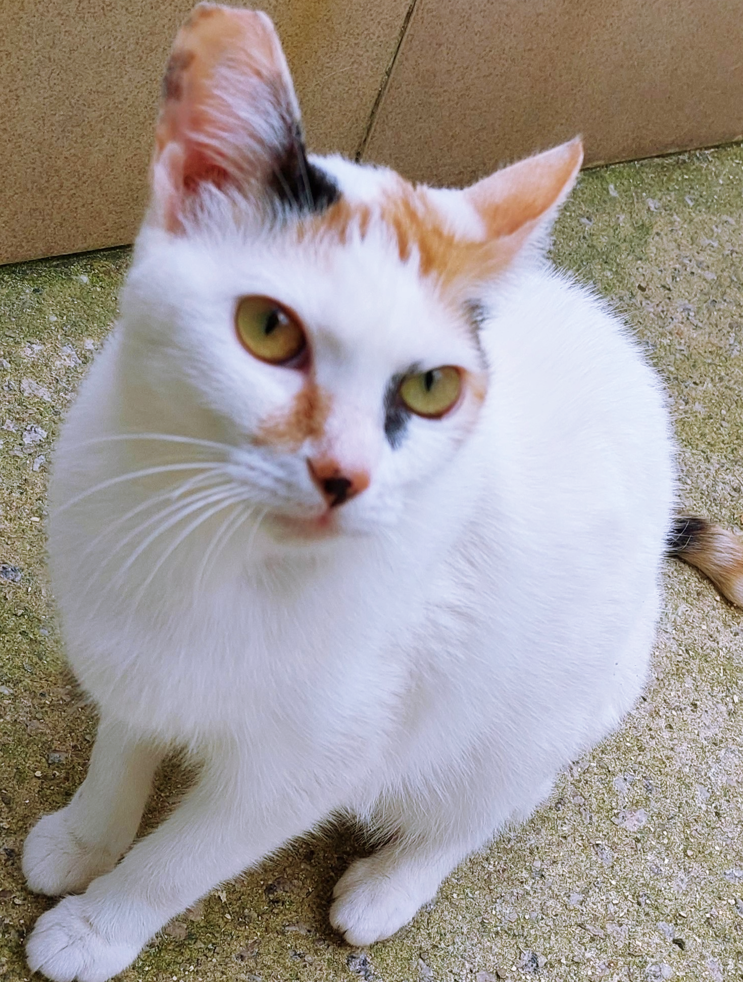 Charllote possui pelo branco com manchas pretas e laranjas na região das orelhas, da cauda e focinho. Ela possui olhos amarelos e está sentada.