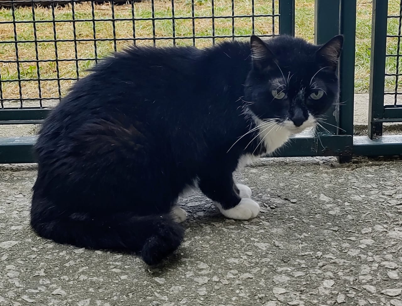 Chiquinha possui pelo preto com manchas brancas nas patas, no pescoço e na boca. Ela está sentada olhando fixamente para câmera.