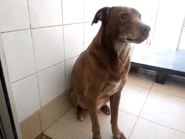 #PraCegoVer: Fotografia do cachorro chocolate, ele tem a cor marrom, é de porte grande e está sentado enquanto é fotografado.