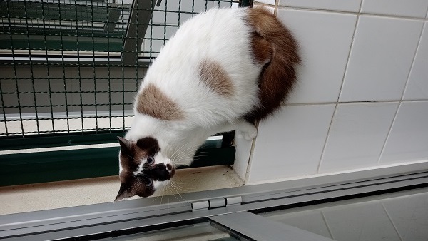 #PraCegoVer: Fotografia do gato Chucky, ele tem as cores preto e branco. Está sentado olhando fixadamente para a câmera enquanto é fotografado!