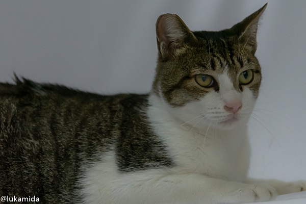 #PraCegoVer: Fotografia do gato Cinderelo. Ele tinha as branco, cinza e verde, seus olhos eram verdes. Estava sentado olhando para o lado enquanto era fotografado. 