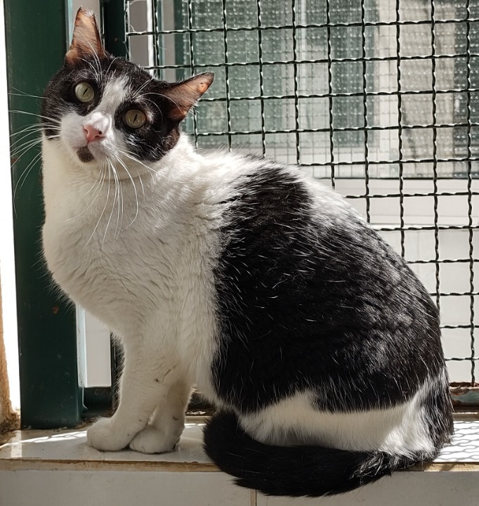 Clara possui pelo branco com manchas pretas na região das orelhas, dos olhos, do tronco e da cauda. Ela está em pé olhando para câmera.