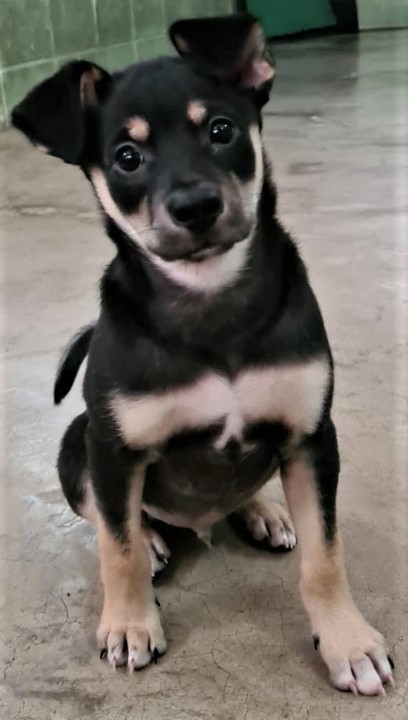 Clayde possui pelo preto com manchas da cor bege nas patas, no peito, no pescoço, no focinho e em cima dos olhos. Ele está sentado olhando fixamente para câmera.