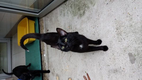 #PraCegoVer: Fotografia do gato Clyde, ele tem a cor preta e seus olhos são verdes, está olhando fixadamente para a câmera.