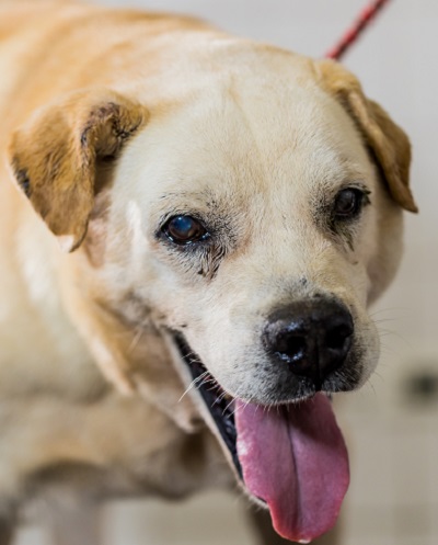 #PraCegoVer: Fotografia do cachorro Coragem. Ele tem as cores branco e amarelo.
