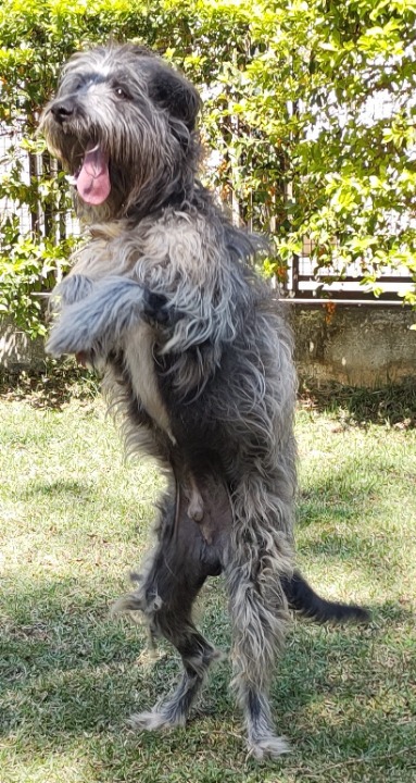 Costela possui pelo preto com manchas brancas na região dos olhos, na barriga e patas. Ele está em pé com a língua pra fora ao ar livre.