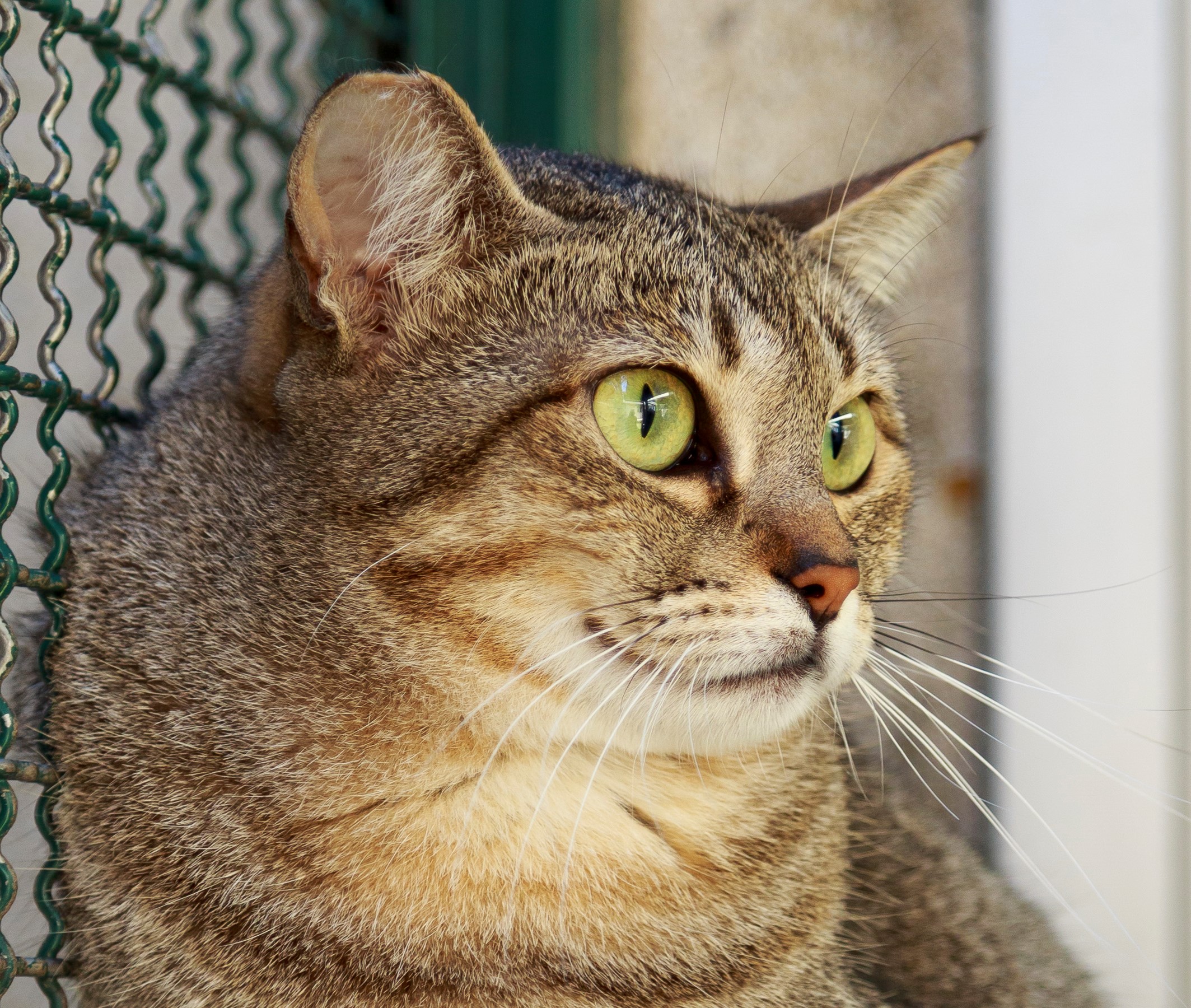 #PraCegoVer: Fotografia da gata Dakota, ela tem as cores cinza e preto, seus olhos são amarelos, está olhando fixamente para frente enquanto é fotografada.