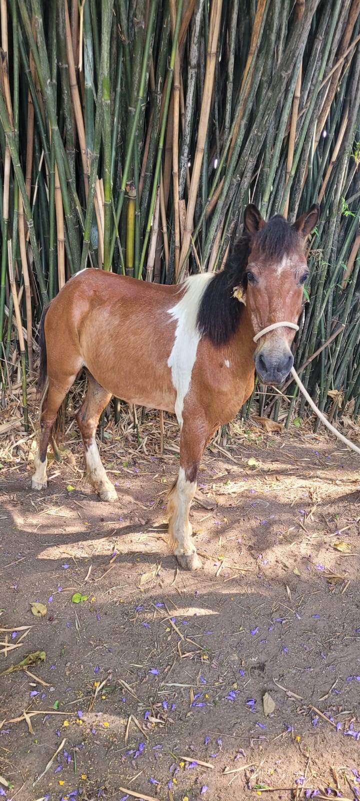 Davi possui pelo marrom claro com manchas brancas na região do tronco e do rosto. Ao fundo há algumas plantas.