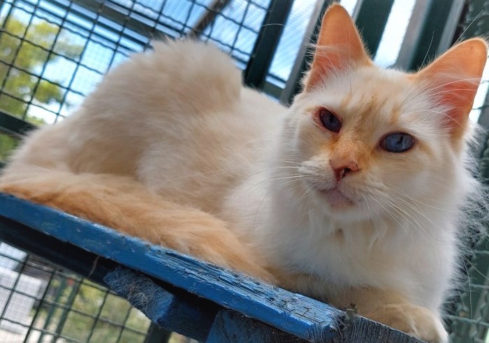 Dedê possui pelo branco com manchas alaranjadas na região da cauda, do focinho e das orelhas. Ela está deitada olhando para câmera.