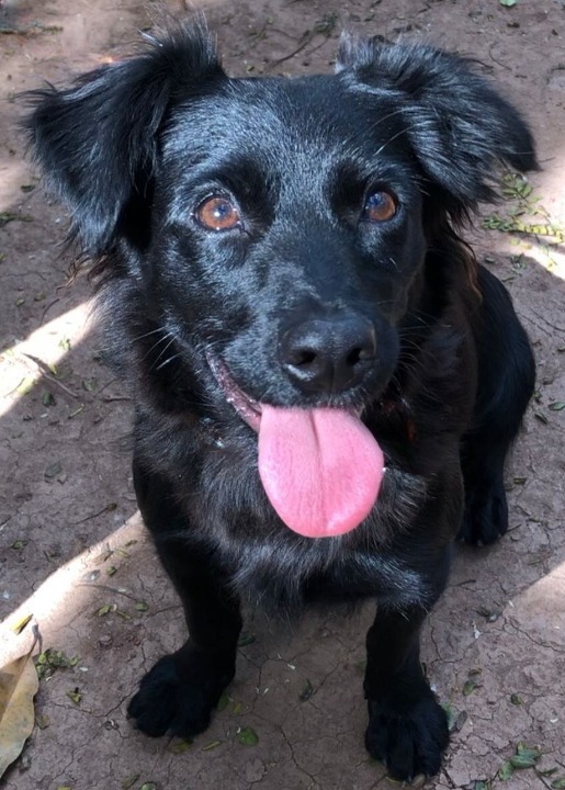 Demerara possui pelo preto e olhos marrons. Ela está sentada olhando para câmera, com a língua para fora.