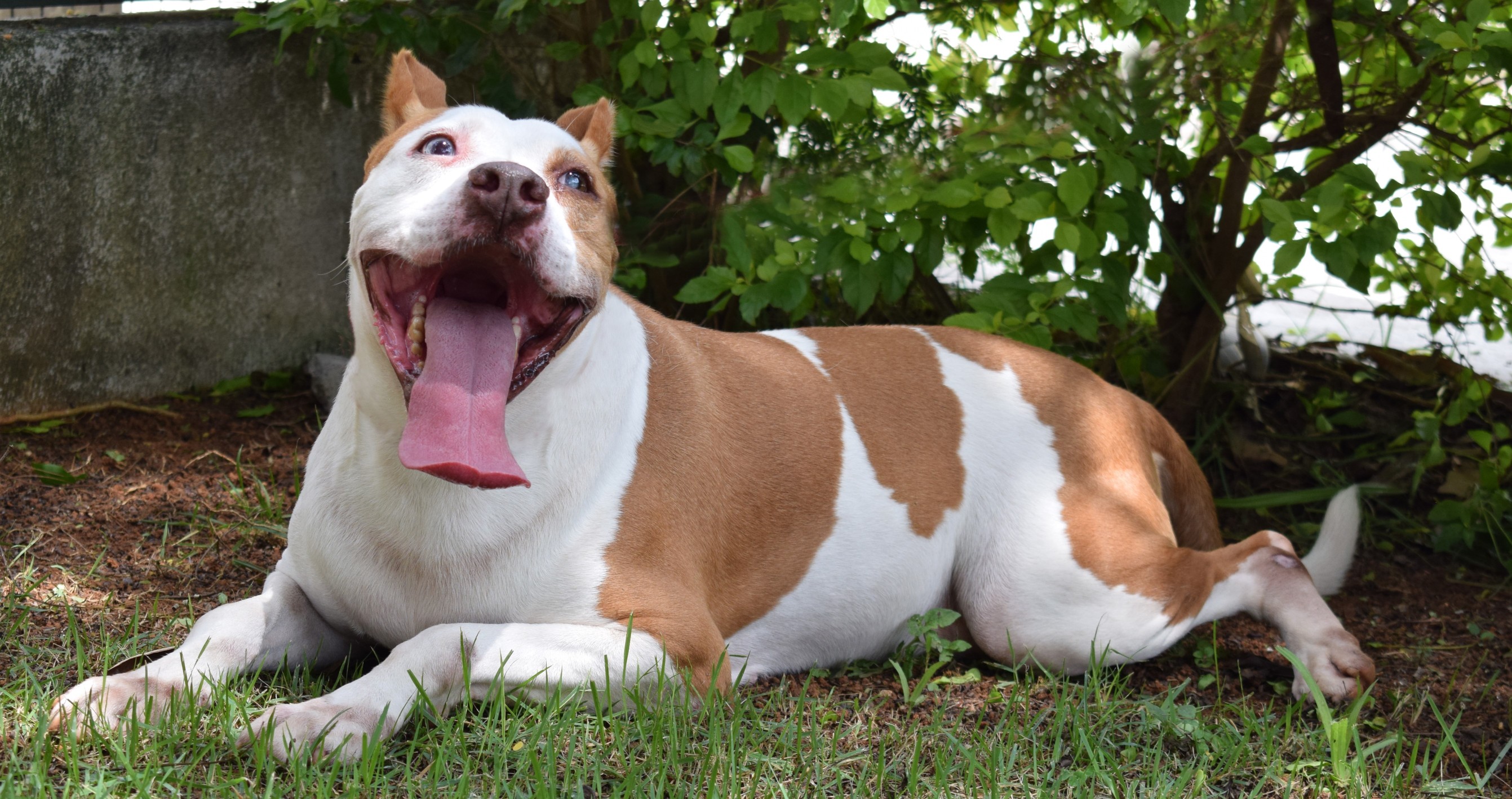 Dexter possui pelo branco com manchas marrom claro na parte do tronco, nas orelhas e em um dos olhos. Ele está deitado em um gramado com a língua pra fora.