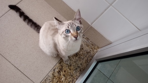 #PraCegoVer: Fotografia do gato Dicky. Ele tem as cores branco e cinza, seus olhos são azuis claros. Está olhando fixadamente para a câmera enquanto é fotografado.