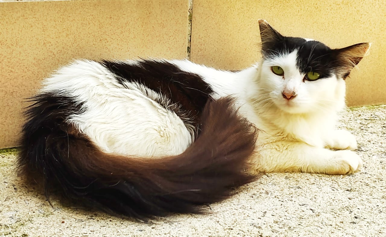 Dinorá possui pelo branco com manchas na cor preta na região da cabeça, na parte inferior do tronco e na cauda. Ela tem olhos verdes.