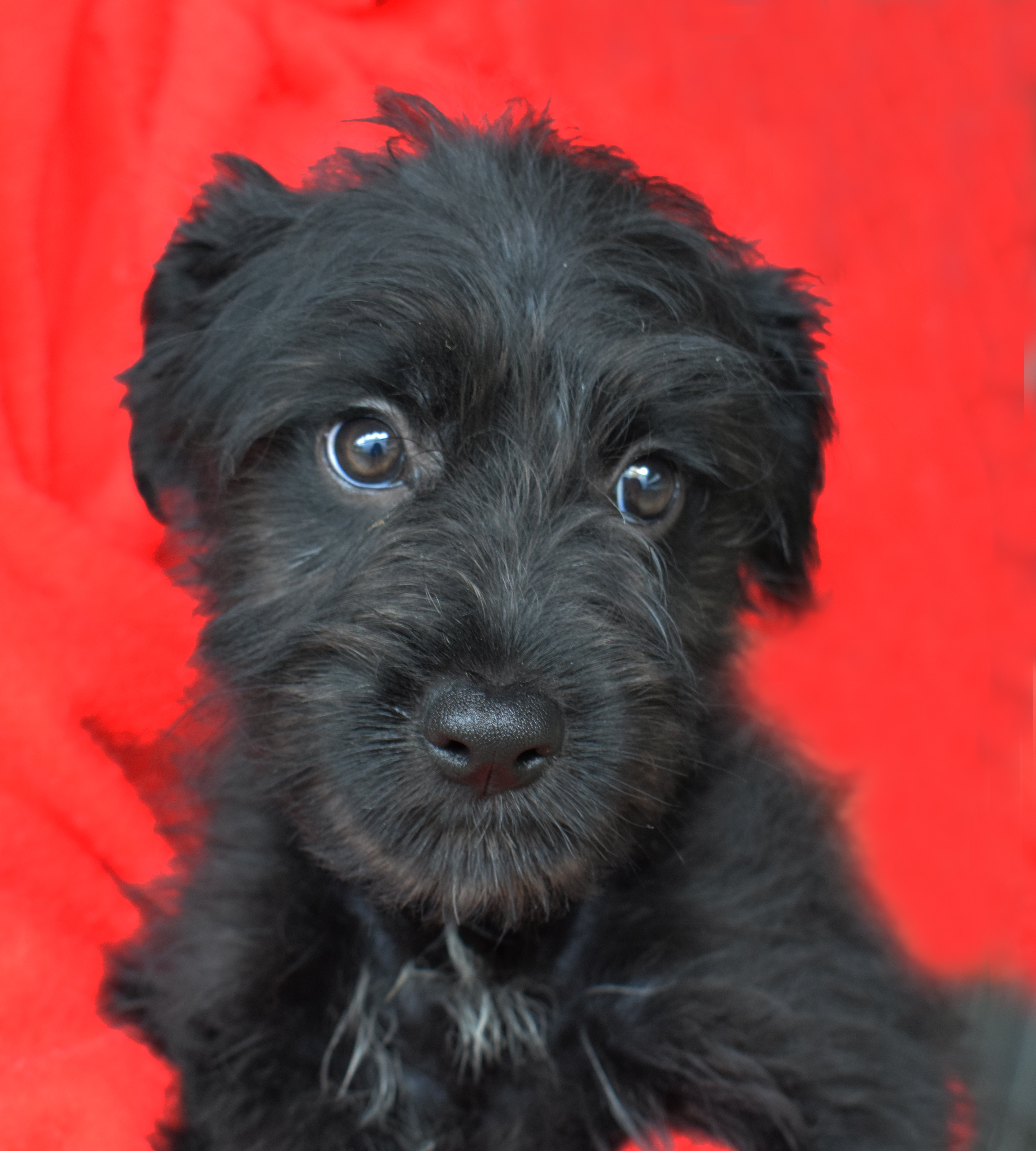 Docinho possui pelo preto 